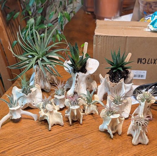 Nature Cleaned Bone Planters